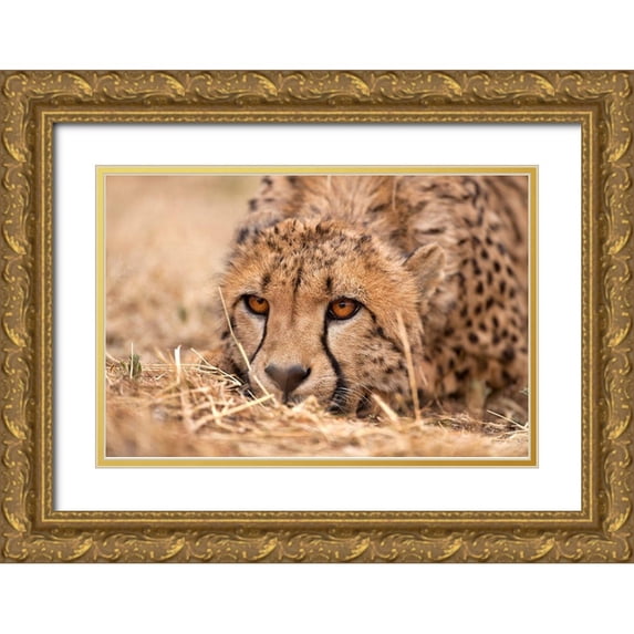 Jimmyz 32x23 Gold Ornate Wood Framed with Double Matting Museum Art Print Titled - Cheetah Resting