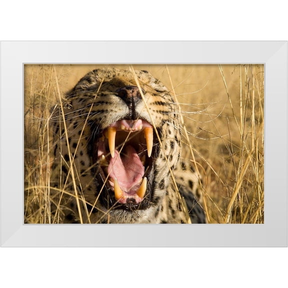 Jimmyz 32x23 White Modern Wood Framed Museum Art Print Titled - Leopard Growl