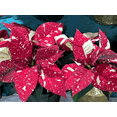 thumbnail image 1 of Jingle Bells Poinsettia Plant Live for Planting, Christmas Poinsettia Flowers Plant for Holiday Christmas Gift, Decoration Houseplant 4-7" in Tall, No Pot, 1 of 8