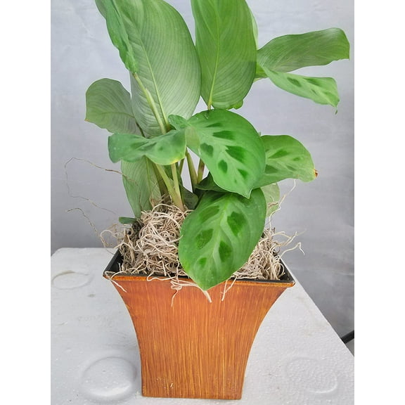 Jmbamboo - Green Prayer Plant - Maranta - Easy to Grow - 5" Decorative Coconut Pot - Easter Plant