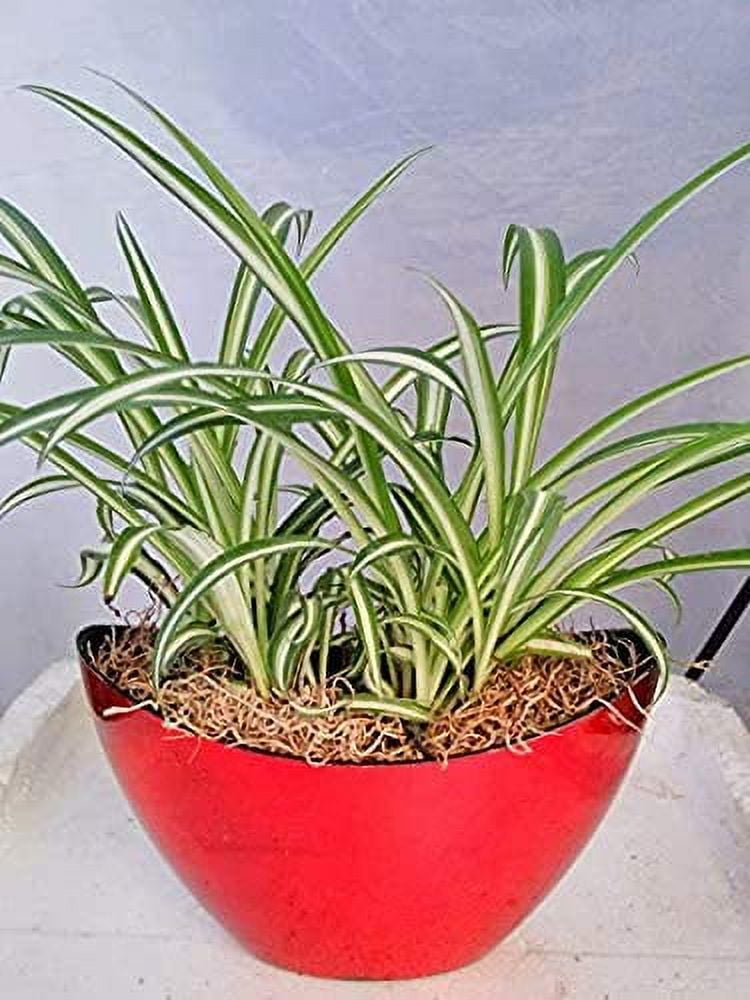 Spider Plants in Indoor Plants - Walmart.com