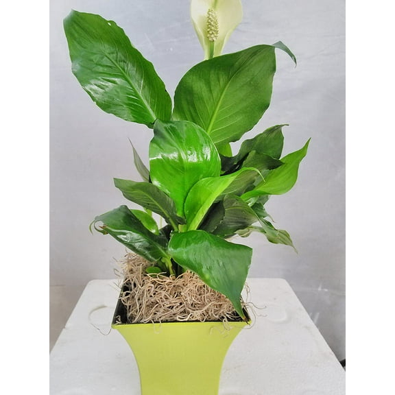 Jmbamboo - Peace Lily Plant - Spathyphyllium - Decorative 5'' Lime Green Pot