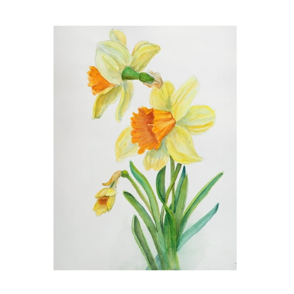 Trademark Fine Art Joanne Porter Botanical Collection Daffodils Canvas Wall Art - 14x19