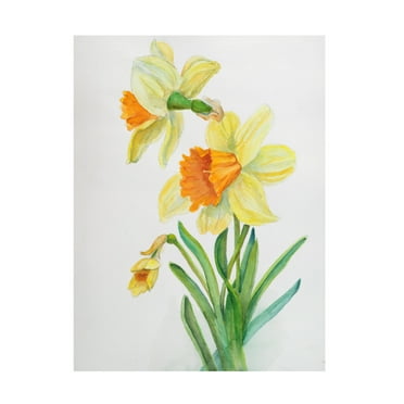 Joanne Porter 'Botanical Collection Daffodils' Canvas Art