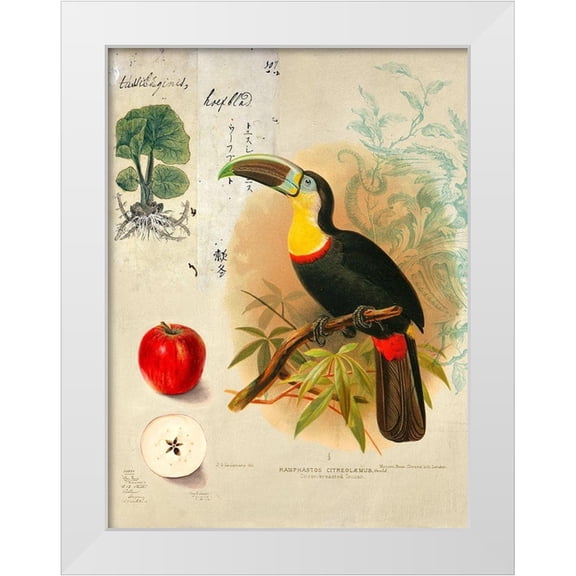 Joannoo 12x14 White Modern Wood Framed Museum Art Print Titled - Cabinet of Curiosities n. 4