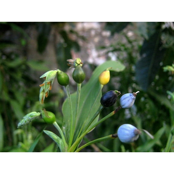 Job's Tears Coix Gluten Free Grain Premium Seeds Packet