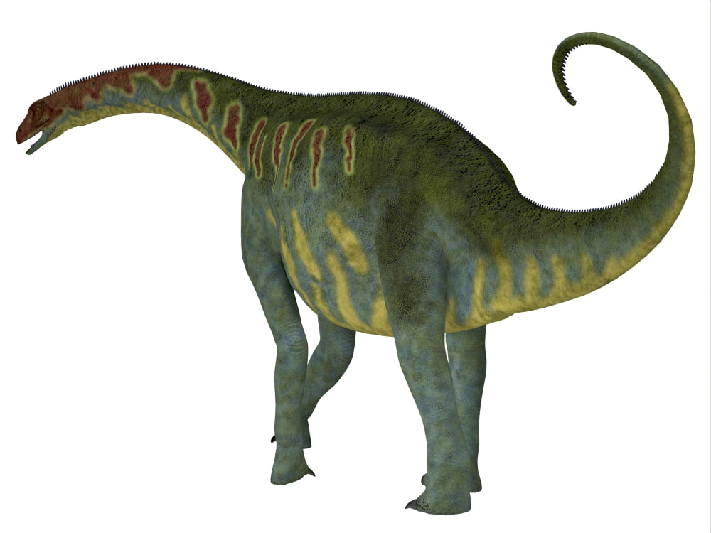 Jobaria dinosaur on white background Canvas Art - Corey FordStocktrek Images (16 x 12)