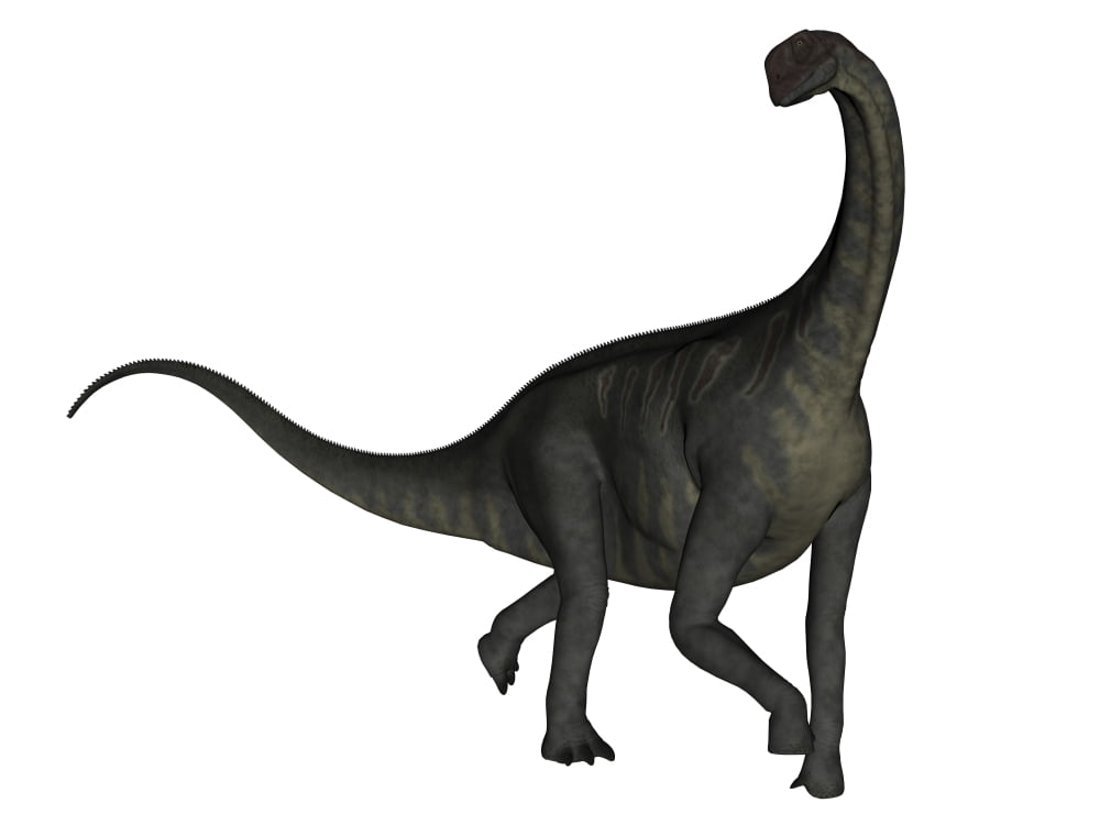 Jobaria dinosaur on white background Canvas Art - Elena DuvernayStocktrek Images (17 x 13)