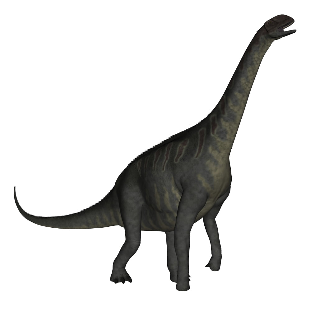 Jobaria dinosaur on white background Canvas Art - Elena DuvernayStocktrek Images (28 x 28)
