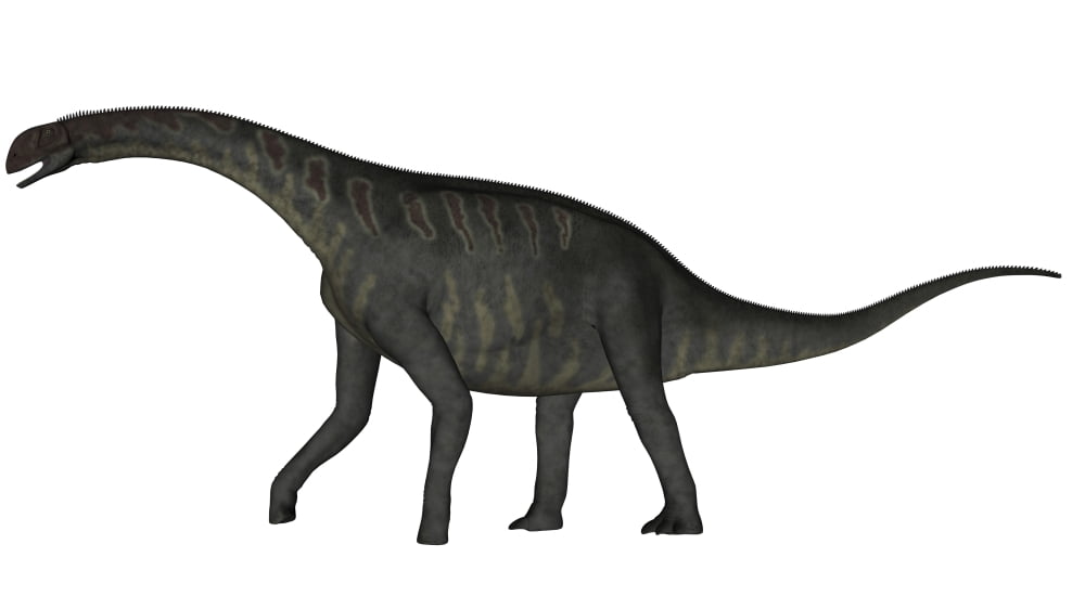 Jobaria dinosaur on white background Canvas Art - Elena DuvernayStocktrek Images (37 x 21)