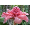 thumbnail image 1 of Jocadew20 Torch Ginger Plant Seeds, Summer Blooming, 1 of 4