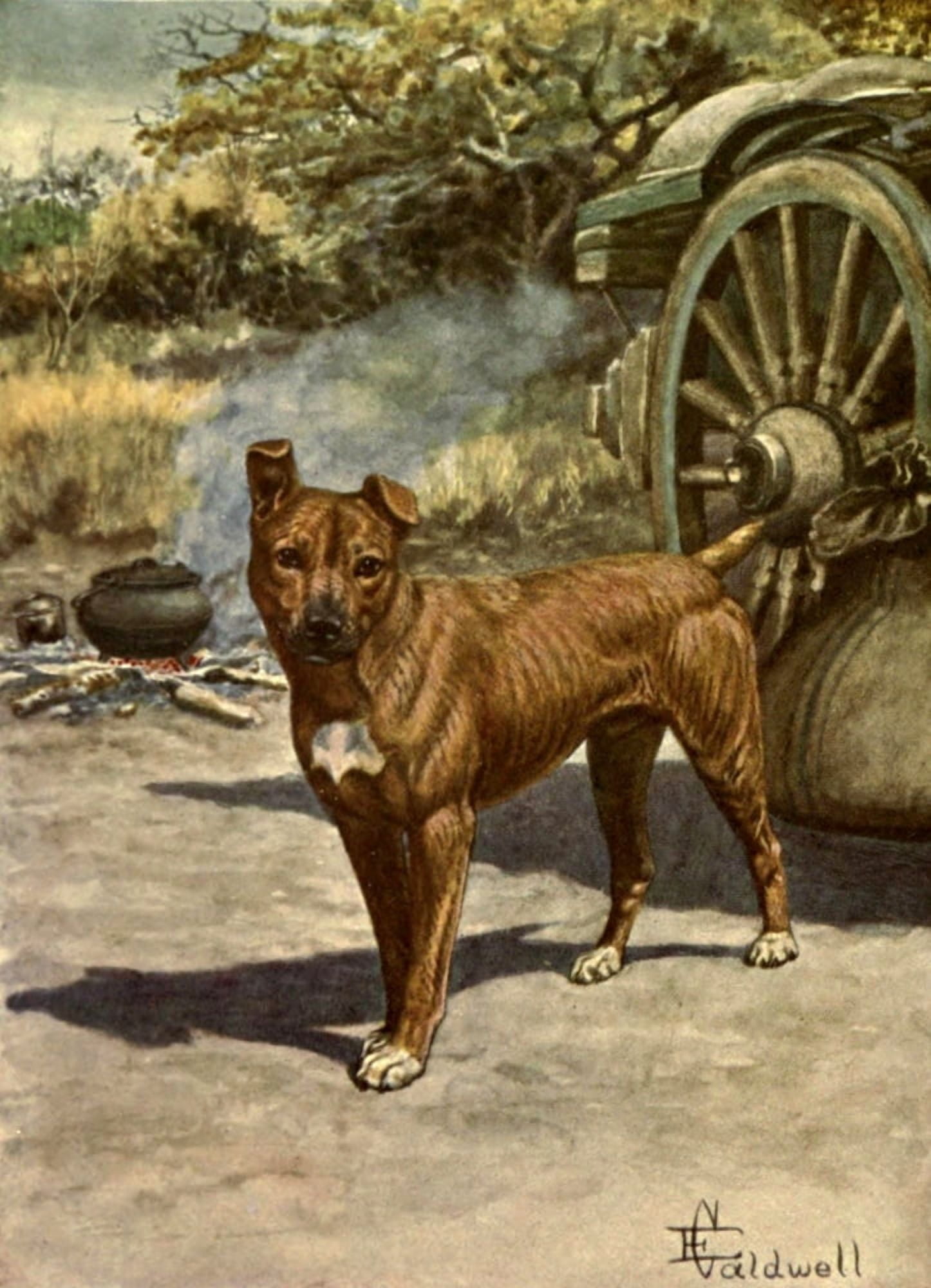 Jock of the Bushveld 1913 Jock Canvas Art - Edmund Caldwell (18 x 24)