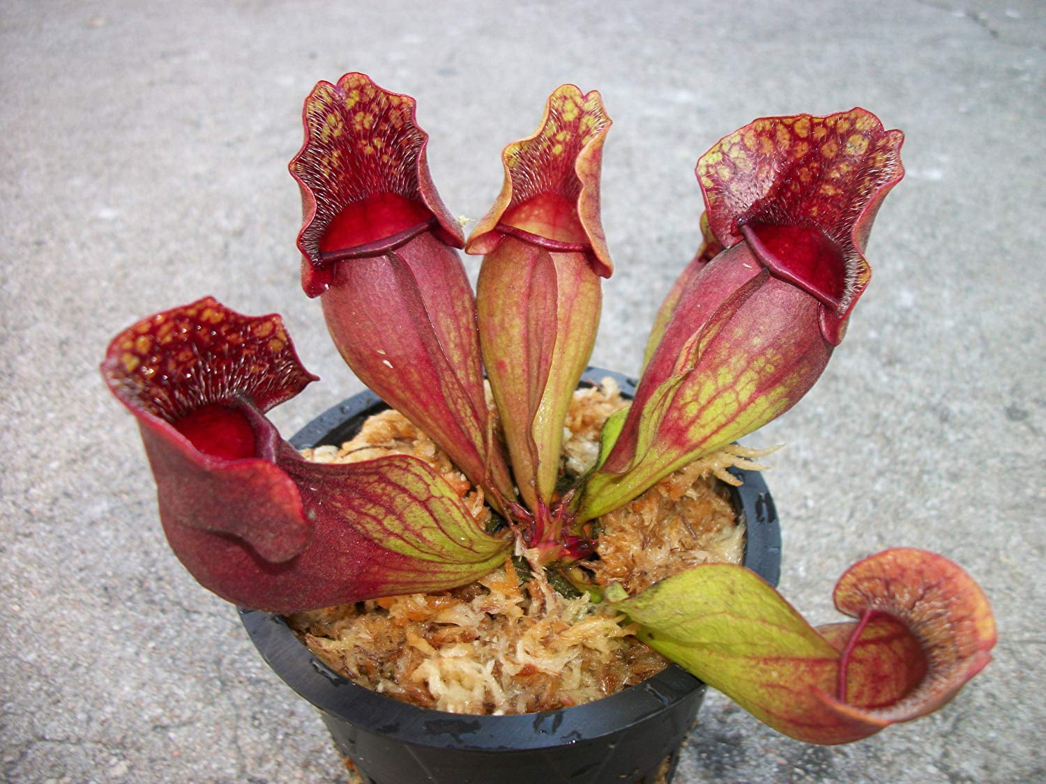 Joel's Carnivorous 3.75" Purple Pitcher Plant Live Plants in 3.75" Net Pot  - Walmart.com