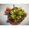 thumbnail image 1 of Joel's Carnivorous Outdoor Fly Trap Carnivorous Plant, 3 Count, 1 of 3