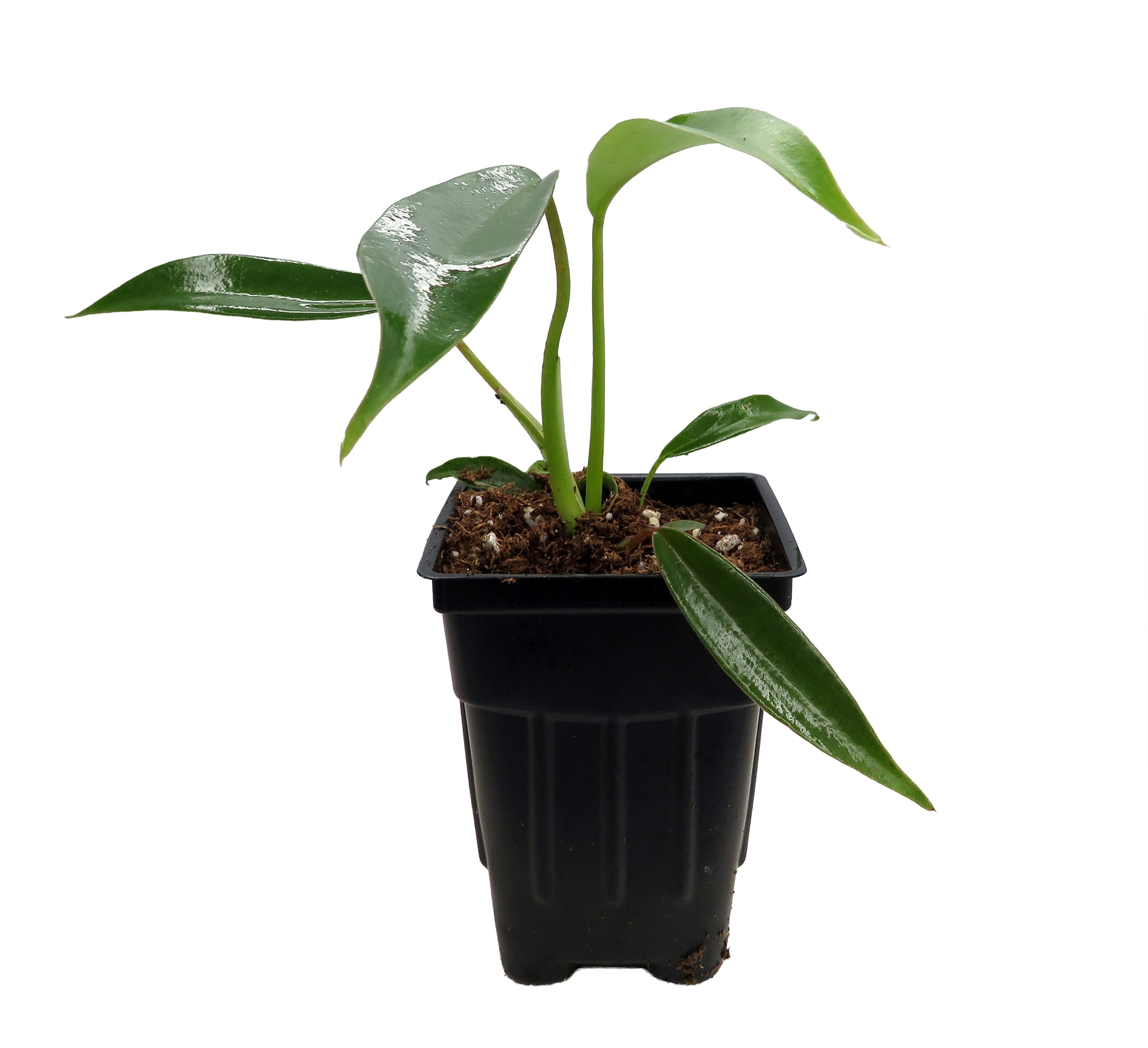 Philodendron Plants Near Me: Shop Live Philodendrons - Walmart.com