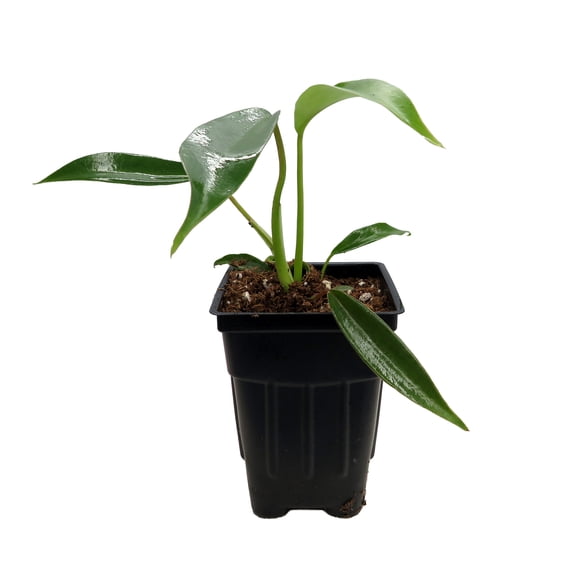 Joepii Philodendron - 2.5" Pot - Trending/Collector's Series