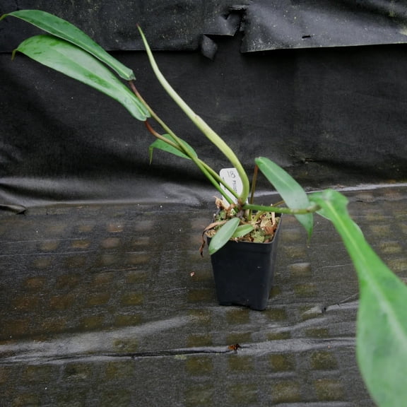 Joepii Philodendron - Live Starter Plants - Philodendron x Joepii - Beautiful Bold Climbing Houseplant