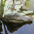 thumbnail image 1 of Joernso Crocodile Head Decoy Realistic Floating Crocodile Head Scare Ducks Herons Garden Ornaments Resin Outdoor Statue for Pools Pond, 1 of 8