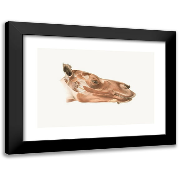 Johan Erik Vesti Boas 18x14 Black Modern Framed Museum Art Print Titled - Superficial Facial Muscles of Dromedary (1908-1925)