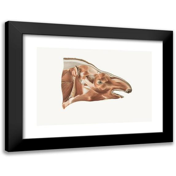 Johan Erik Vesti Boas 18x14 Black Modern Framed Museum Art Print Titled - Superficial Facial Muscles of a Tapir (1908-1925)