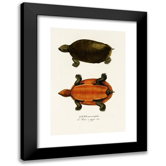 Johann Baptist von Spix 11x14 Black Modern Framed Museum Art Print Titled - Emys Maerocephala (1838)