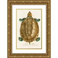 thumbnail image 1 of Johann Baptist von Spix 11x14 Gold Ornate Wood Frame and Double Matted Museum Art Print Titled - Emys Amazonica (1838), 1 of 4