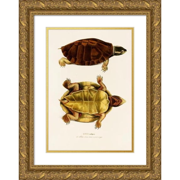 Johann Baptist von Spix 14x18 Gold Ornate Wood Frame and Double Matted Museum Art Print Titled - Emys Rufipes (1838)