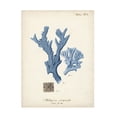 thumbnail image 1 of Johann Esper 'Antique Coral in Navy I' Canvas Art, 1 of 3