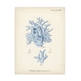thumbnail image 1 of Johann Esper 'Antique Coral in Navy VI' Canvas Art, 1 of 3