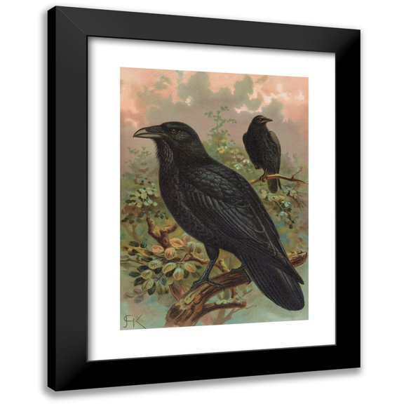 Johann Friedrich Naumann 11x14 Black Modern Framed Museum Art Print Titled - Corvus Corax