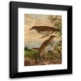 thumbnail image 1 of Johann Friedrich Naumann 11x14 Black Modern Framed Museum Art Print Titled - Geocichla Softest, 1 of 5