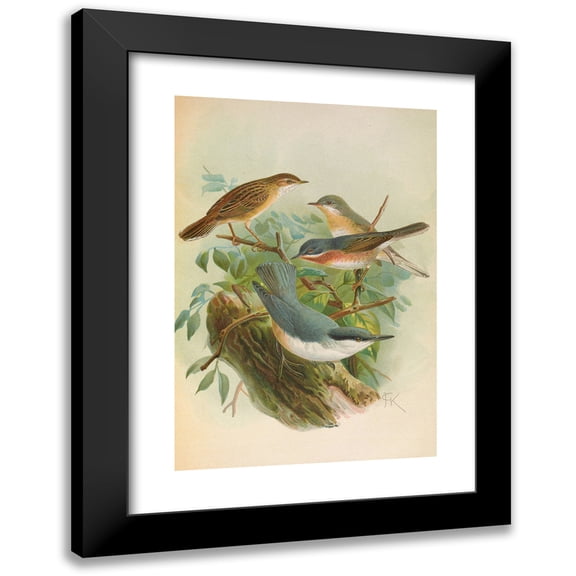 Johann Friedrich Naumann 11x14 Black Modern Framed Museum Art Print Titled - Sylvia Subalpina Bonelli, Cystic Cystic Cystical, Neumayeri Michah