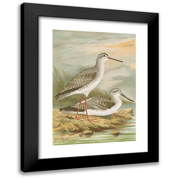 Johann Friedrich Naumann 11x14 Black Modern Framed Museum Art Print Titled - Totanus Brown, the Total Shore.