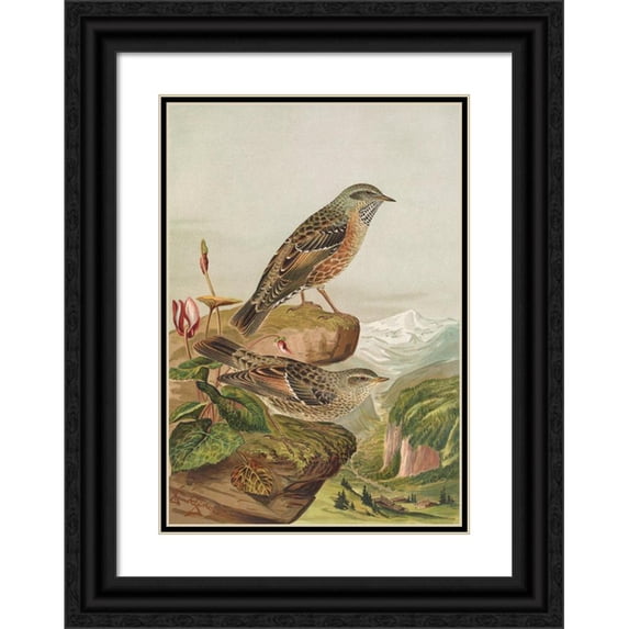 Johann Friedrich Naumann 11x14 Black Ornate Wood Framed Double Matted Museum Art Print Titled: Accentor Collar