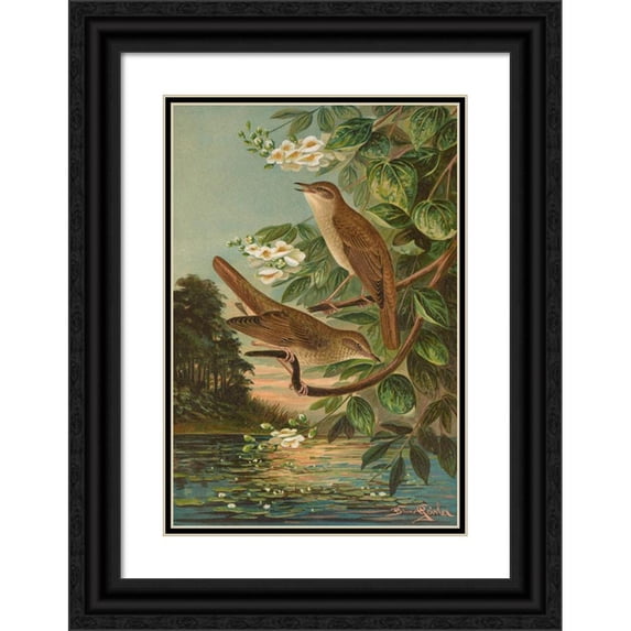Johann Friedrich Naumann 11x14 Black Ornate Wood Framed Double Matted Museum Art Print Titled: Erithacus Luscinia, Sikacus Philomela