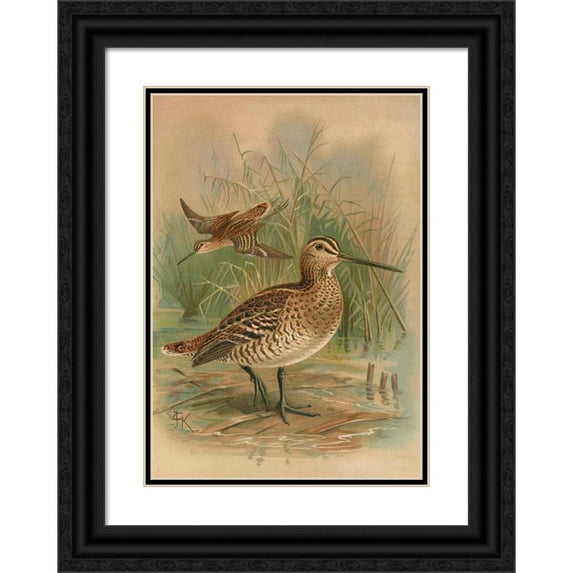 Johann Friedrich Naumann 11x14 Black Ornate Wood Framed Double Matted Museum Art Print Titled: Gallinago Major
