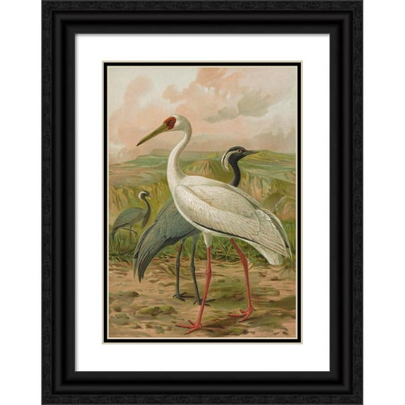 Johann Friedrich Naumann 11x14 Black Ornate Wood Framed Double Matted Museum Art Print Titled: Gravel Virgo, Gravel Leucogeranus Pallet