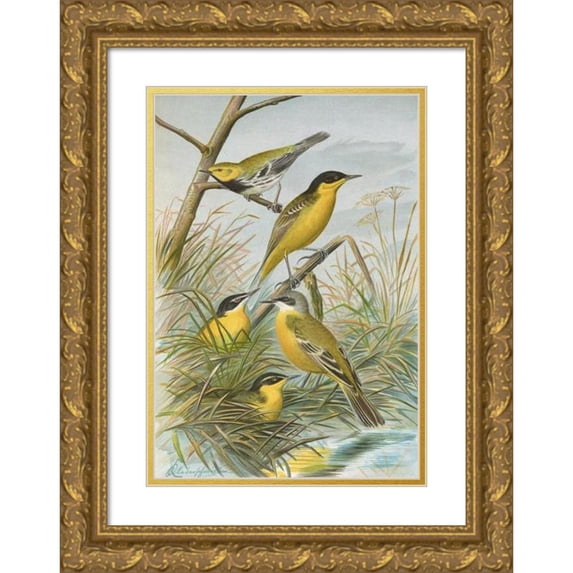 Johann Friedrich Naumann 11x14 Gold Ornate Wood Frame and Double Matted Museum Art Print Titled - Brevytes Yellow Cinereocapillus (Savi), Melanocephalus (Lichtenstein), Melanocephalus Xantho