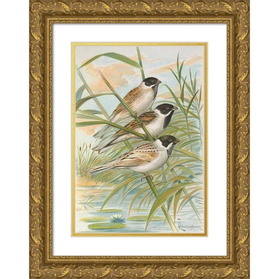 Johann Friedrich Naumann 11x14 Gold Ornate Wood Frame and Double Matted Museum Art Print Titled - Embarises Intermedia Michahelles, Embarks Palustris Savi, Embarrasses Pyrrhuloides Pall