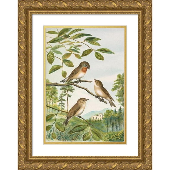 Johann Friedrich Naumann 11x14 Gold Ornate Wood Frame and Double Matted Museum Art Print Titled - Muscicapa Parva Bechst