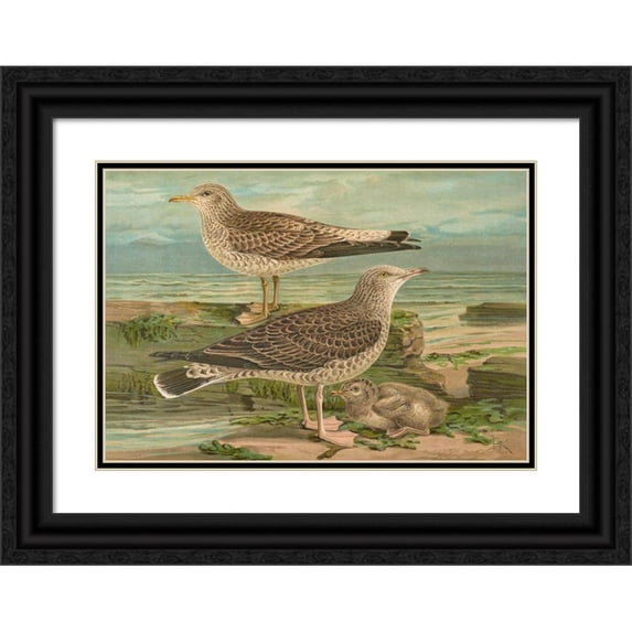 Johann Friedrich Naumann 14x11 Black Ornate Wood Framed Double Matted Museum Art Print Titled: Larus Aging, Lamus Silver Brunn.