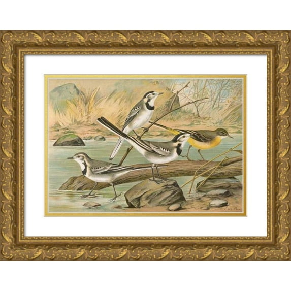 Johann Friedrich Naumann 14x11 Gold Ornate Wood Frame and Double Matted Museum Art Print Titled - Motacilla Alba, Motacilla Boarula