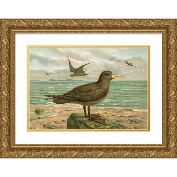 Johann Friedrich Naumann 14x11 Gold Ornate Wood Frame and Double Matted Museum Art Print Titled - Ossifraga Gigantea (Gmel.), Riesen-Sturmvogel