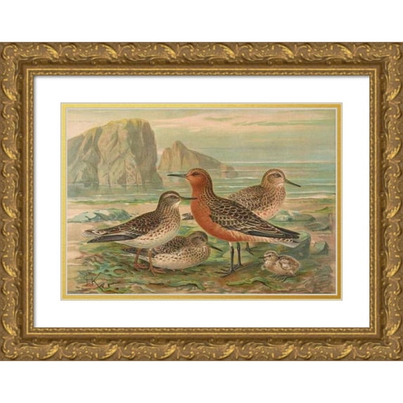 Johann Friedrich Naumann 14x11 Gold Ornate Wood Frame and Double Matted Museum Art Print Titled - Tringa Canute, Tringa Maritima