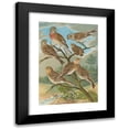 thumbnail image 1 of Johann Friedrich Naumann 14x18 Black Modern Framed Museum Art Print Titled - Acanthis Cannabina, Acanthis Flavirostris, 1 of 5