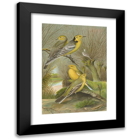 Johann Friedrich Naumann 14x18 Black Modern Framed Museum Art Print Titled - Budytes Citreolus, Budytes Campestris