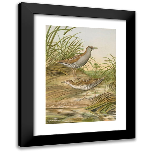 Johann Friedrich Naumann 14x18 Black Modern Framed Museum Art Print Titled - Ortygometra Small (Pal.)