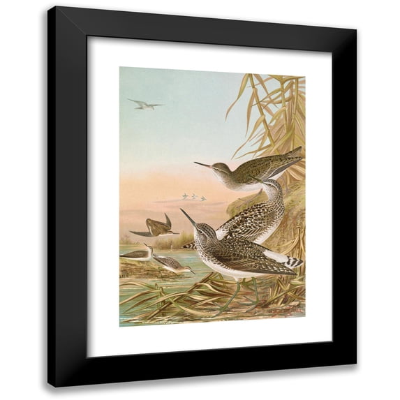 Johann Friedrich Naumann 14x18 Black Modern Framed Museum Art Print Titled - Totanus Ochropus, Totanus Glareola, Tringoids Hypoleucus