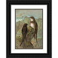 thumbnail image 1 of Johann Friedrich Naumann 14x18 Black Ornate Wood Framed Double Matted Museum Art Print Titled - Apus Apus, Apus Melba, 1 of 5