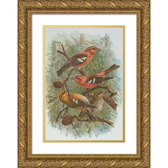 Johann Friedrich Naumann 14x18 Gold Ornate Wood Frame and Double Matted Museum Art Print Titled - Leukoptera Gm Loxia, Bifasciata Brehm Loxia